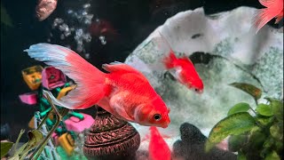 Goldfish,Welcome to my#live #friends #newbie #highlights #asmr seat back relax & Enjoy..#update