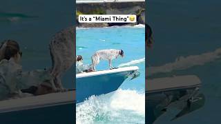 Bow Riding is a “ Miami Thing” #dog #animals #shortvideo #yt #haulover #funnyvideo #fun