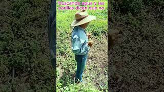 buscando agua para un #pozos  y las varillas dicen que noo.. (RADIESTESIA) #shortvideo #shorts