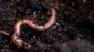 Unveiling the Secrets of Rainworm Mysteries | Earthworm Mysteries