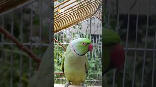 RingNeck Crying to escape#shorts #birds #talking #parrot #nature #cry #hd