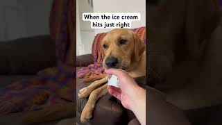 My dog Finn enjoying a (dog) ice cream. Living the dream. #dog #labrador #puppy #icecream