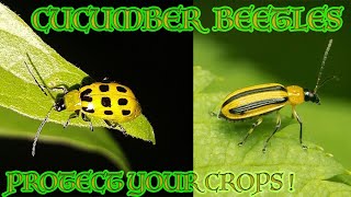 Spotted and Striped Cucumber Beetles & How To Protect Your Crops