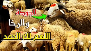 ثمن حولي عيد الأضحى من سوق السبت بتاريخ 02/07/2022 الجودة والرخا