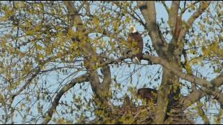 Bald Eagle Nest Update April 10 2023