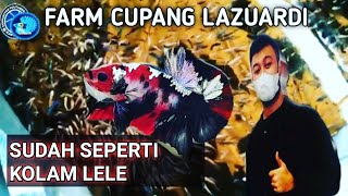 LAZUARDI || BISNIS CUPANG PULUHAN JUTA