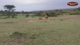 Intense Lion Encounter: Protective Lioness Roars at Intrusive Male