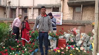 Sunday Morning Galiff Street Plants Market Update | Wholesale & Retell Plants Market In Kolkata