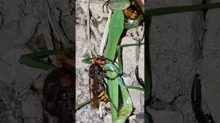 [자막] 참말벌의 왕사마귀 사냥 オオカマキリを狩るモンスズメバチ European Hornet preys on a Praying Mantis