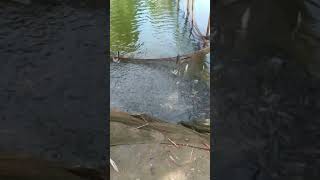 Wow, how so many fish are jumping.#fishingvideo #localfish #uniquefishing