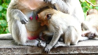 Little monkey seat near mom want to getting milk from mom