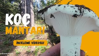 Koç Mantarı Topladım / Russula delica / Koçak Mantarı / Yeryaran / Akçıntar / Beyaz russula