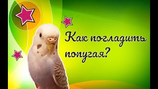 Как гладить попугая, если он боится? Как я глажу своего волнистого попугая? Ручной попугай