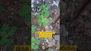 kuppaimeni health benefits| குப்பைமேனி மருத்துவ குணங்கள் #kuppaimeni