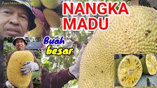 MEMETIK/PANEN NANGKA MADU BUAH BESAR Super jumbo