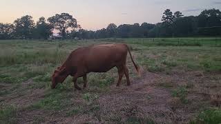 5 - 5yr Old Heavy Bred Red Angus | Grass Fat Cattle | No Grain ● Poison ● No BS