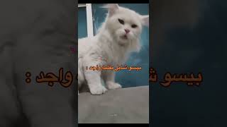 بيسو شايل بقلبه كثير :