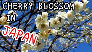 Cherry blossom in Japan