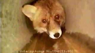 Very Cute and Adorable Funny Red Fox living in a sewer!