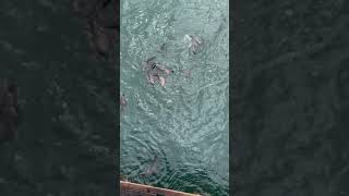 Sea Lions on SC wharf