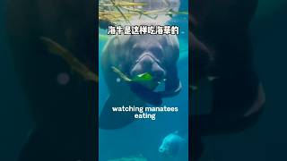 太可爱了，第一次看见俗称美人鱼的海牛用“手”拿着吃东西😜｜cute manatees holding their food to eat