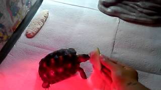 Tortoise eats watermelon for the first time