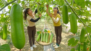 Harvesting Sweet Gourd Goes To Market Sell - Cooking | Tieu Toan New Life