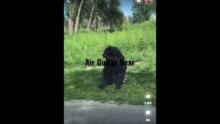 Bear sitting by the side of the road