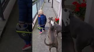 Jace Walking With The Pitbulls #dog #shorts #short #funny #funniest #love #pitbull #kids #kidsvideo