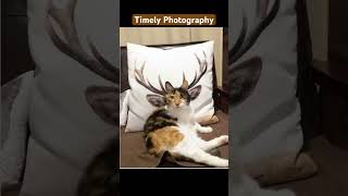 Funny #funny #trending #comedyvideos #animal #funnyvideos #comedyshort #funnyshorts #travel #nature