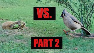 BIRD VS CICADA (GREAT AUDIO) (PART 2)