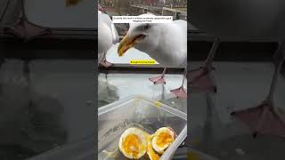 He feeds a seagull at his window #animals #animalshorts #shortvideo