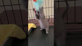 Kitten Playing #shorts