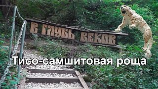 🌴 ХОСТИНСКАЯ Тисо-Самшитовая роща и древняя крепость