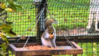 George the Squirrel eats a walnut