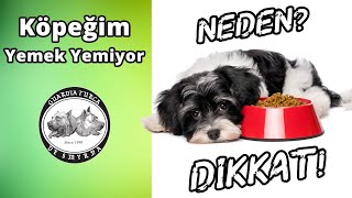 Köpeğim Yemek Yemiyor - Köpek Beslemesi