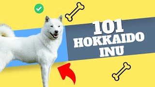 The One Dog Breed You Wish You Knew About: Hokkaido Inu!