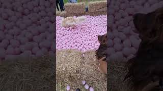 DOGFEST - Playzone Ball Pit for the Poochies  🥎🥎🥎🥎