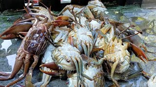 ANGKAT BUBU KETAM BAKAU DI AWAL PAGI