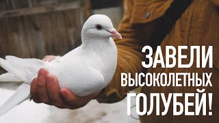 ЗАВЕЛИ ПОТРЯСАЮЩИХ ВЫСОКОЛЕТНЫХ БАКИНСКИХ ГОЛУБЕЙ!