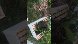 My first Bee Swarm