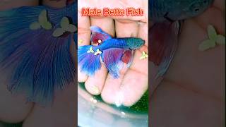 🔥 Male Betta Fish Farming || @MaserKhamar #youtubeshorts #shortvideo #viral #aquarium #shortsfeed