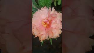 peach🍑 color🎨 bloom....once again ...☺☺☺ maybe the light showers are bringing out some shy flowers🌸🌺