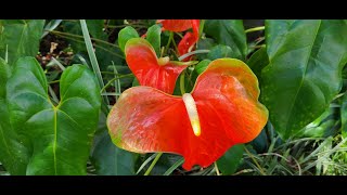 Steps in Propagating Obake Anthuriums from Stem Cuttings