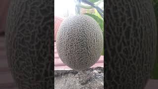 Ciri-Ciri Buah Melon Siap Di Panen