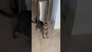 Cat enters crazy mode 😵‍💫😂 #funnycatvideos #catvideo #catlife #funnycat #cutecat