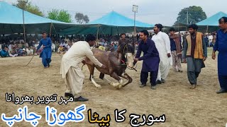 horse dance 2023 with dhol son of soraj ghoda chanp | mela shahamed watto