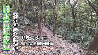 鶯歌「阿水步道」賞桐花,松柏湖秘境逛逛,順走鶯歌山林,桐花雪白開好開滿-FP216,1