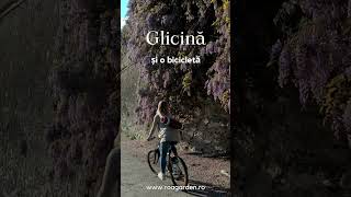 Glicina - o liană ornamentală care ne-a cucerit inimile