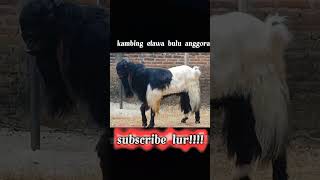 kambing etawa bulu anggora